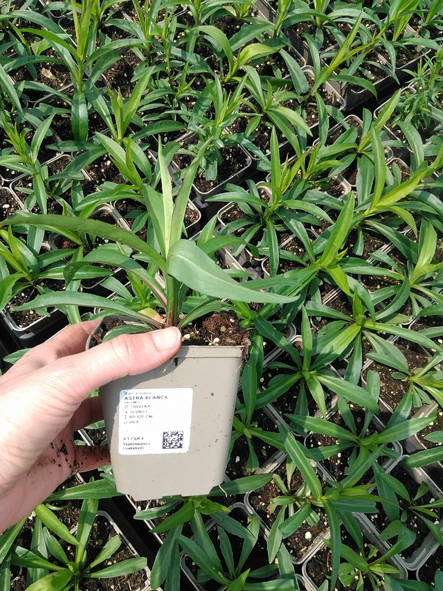 Aster Blanca - 9. 6. 2025