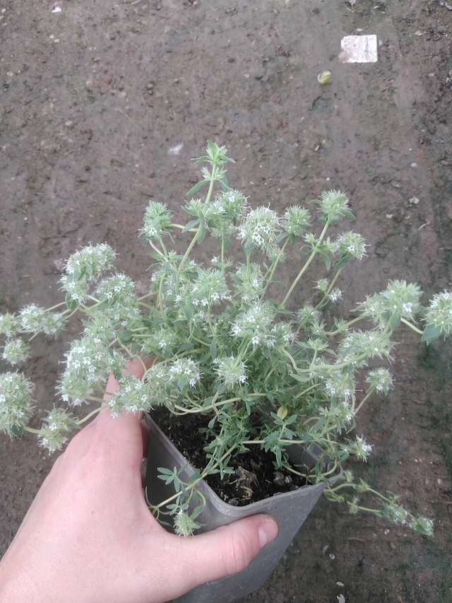 Timjami Pompom - 17. 7. 2025