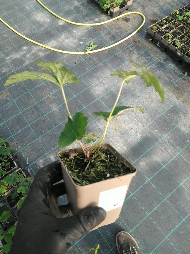 Anemona tomentosa Overdressed - 31. 10. 2025