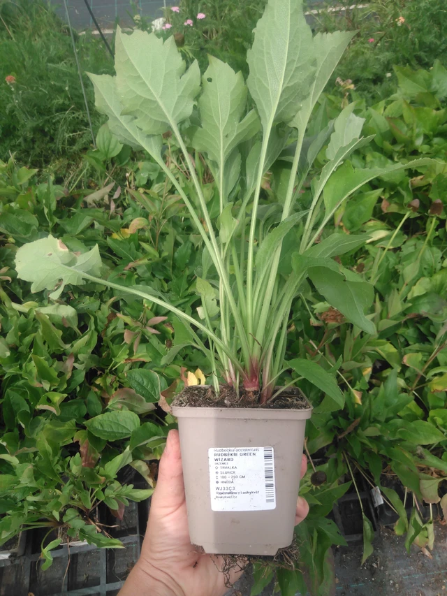 Rudbeckia Green Wizard - 2024