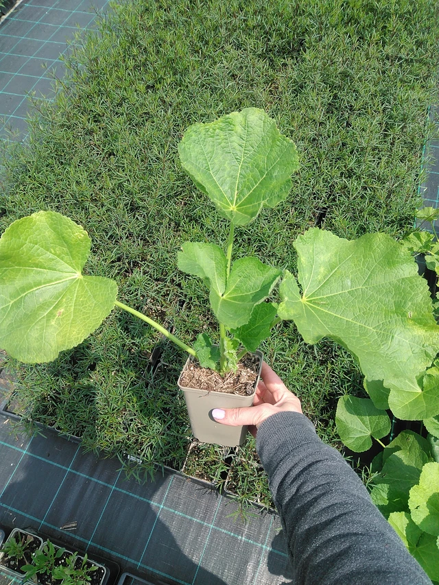 Malva Spotlight Polarstar - 9. 6. 2025