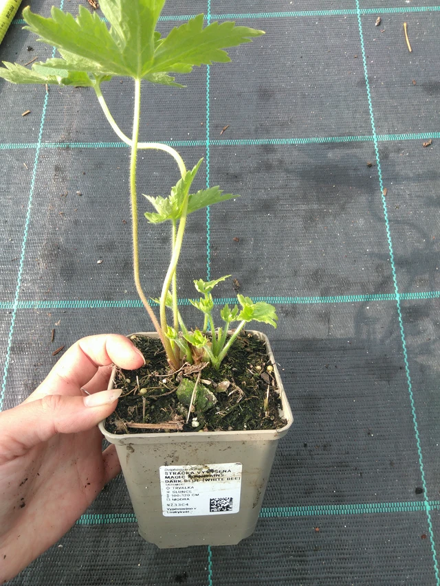 Delphinium Magic Fountains Dark Blue (White Bee) - 11. 7. 2025