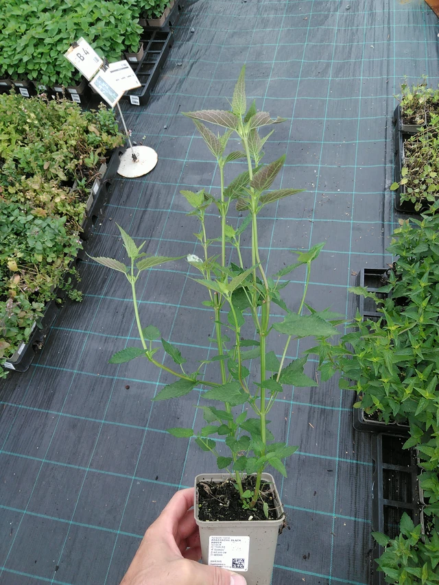 Iisoppi Black Adder - 28. 7. 2025