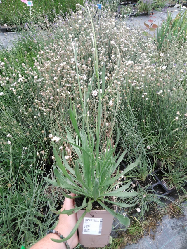 Lobelia azul Alba - 2024