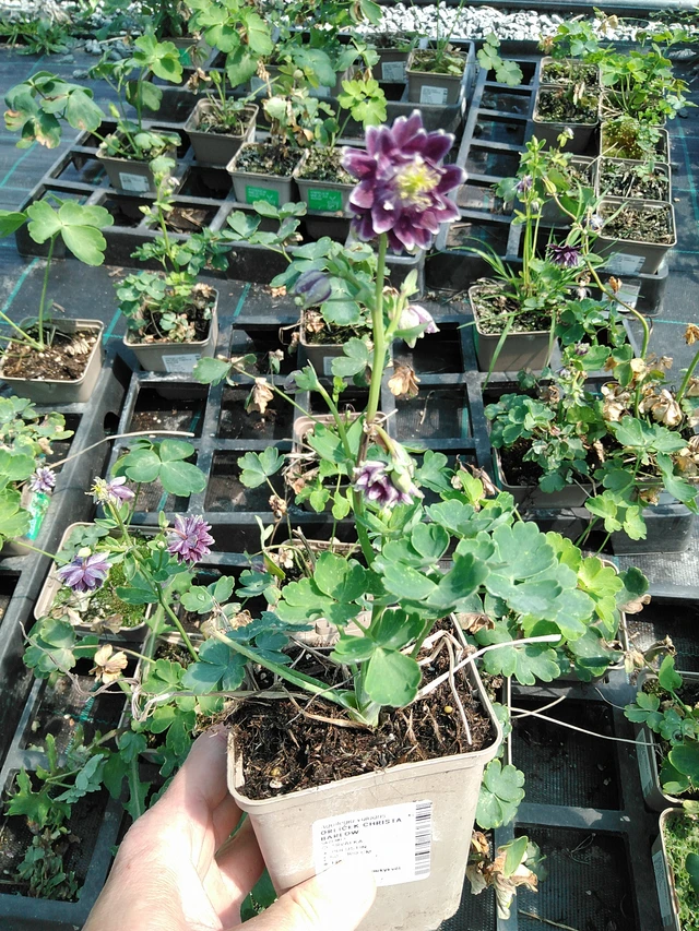 Akvileija Christa Barlow - 13. 5. 2025