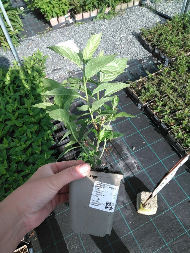 Panicle Hydrangea Limelight - 11. 7. 2025