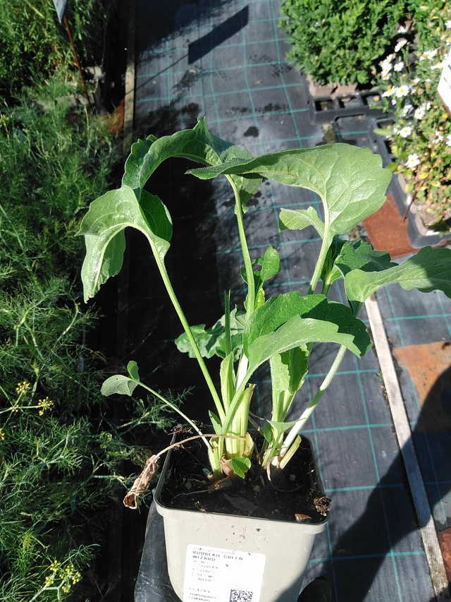 Rudbeckia Green Wizard - 19. 8. 2025