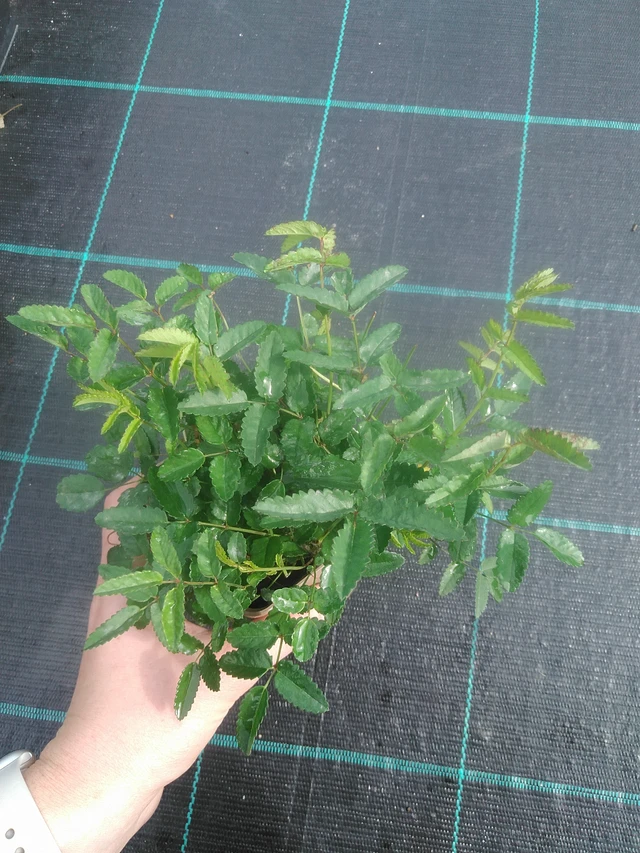 Veriheinä Rock and Roll - 17. 7. 2025