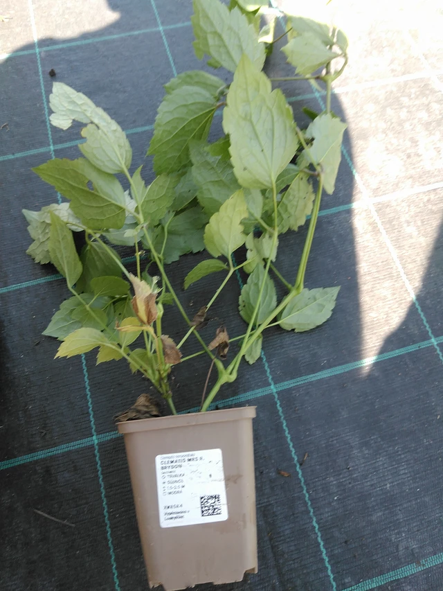 Clematis Mrs R. Brydon - 19. 8. 2025