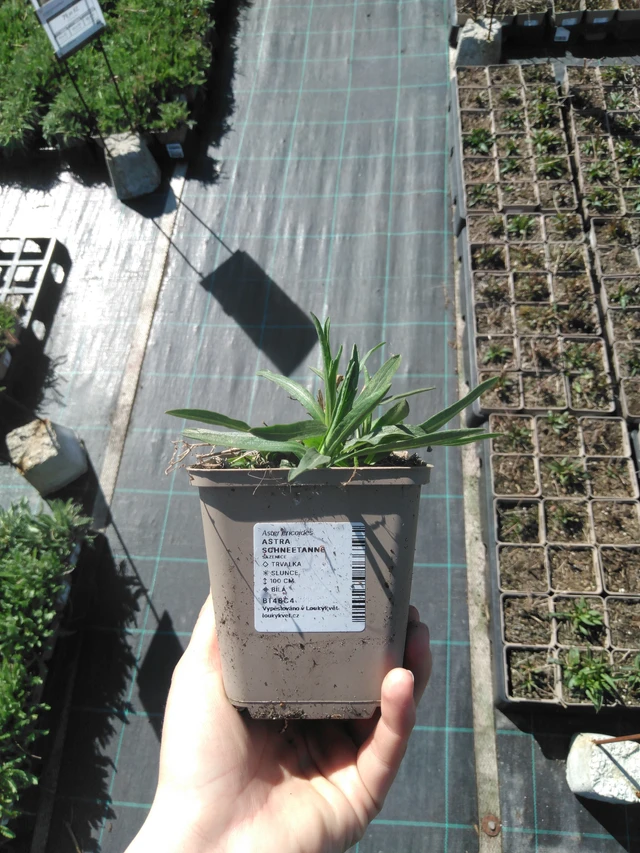 Aster Schneetanne - 3. 4. 2025