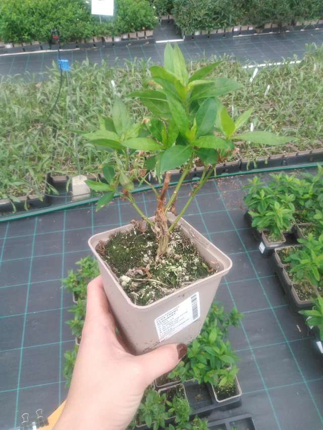 Flox Franz Schubert - 2024