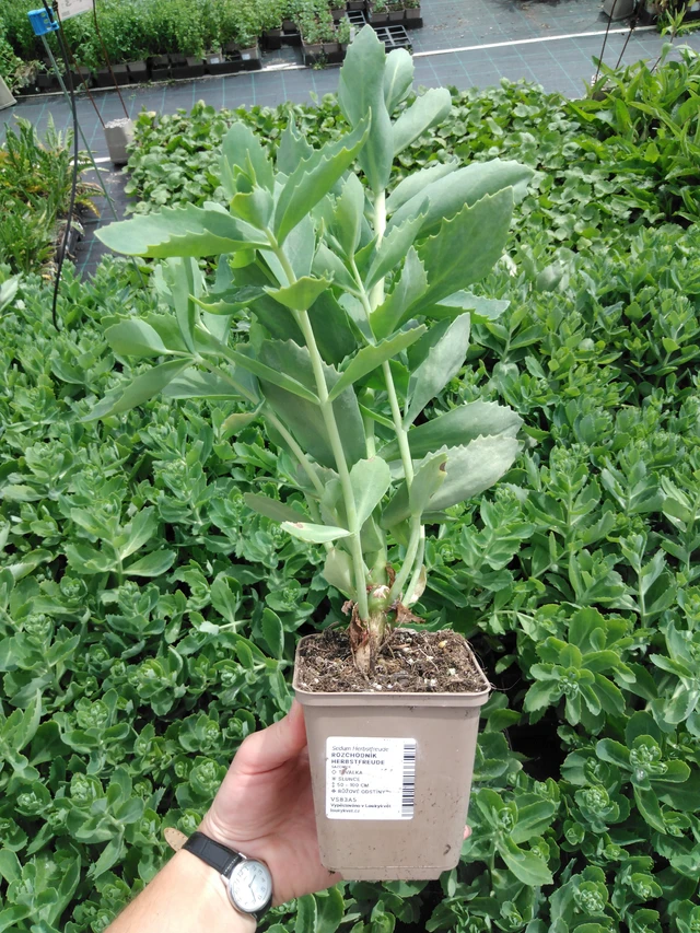 Rozchodník Herbstfreude - 2024