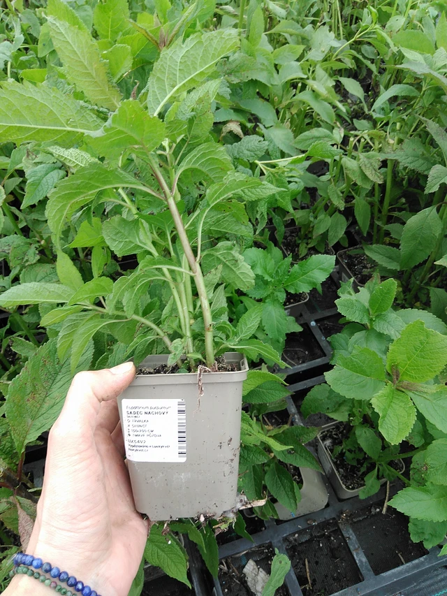 Sadec nachový - 9. 6. 2025