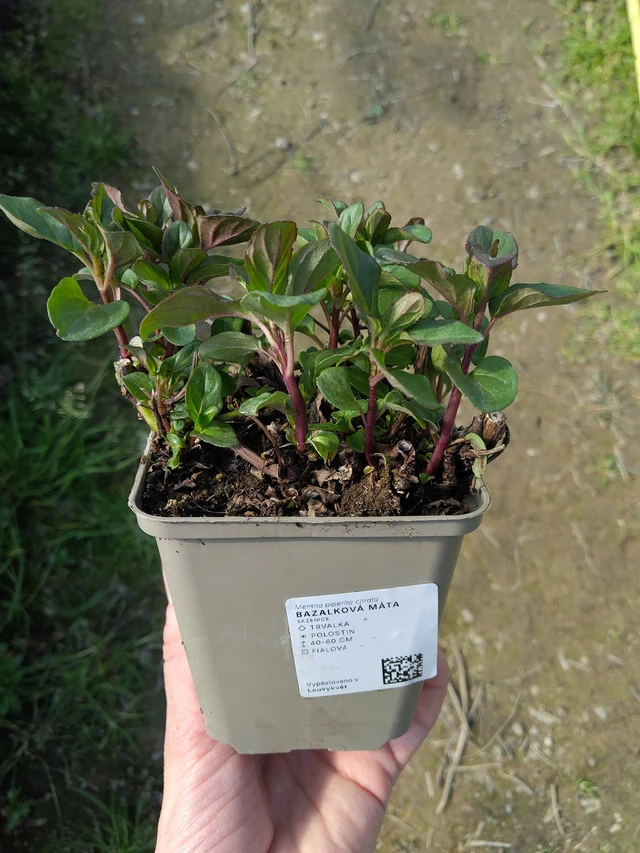 Bazalková máta  - 27. 3. 2026