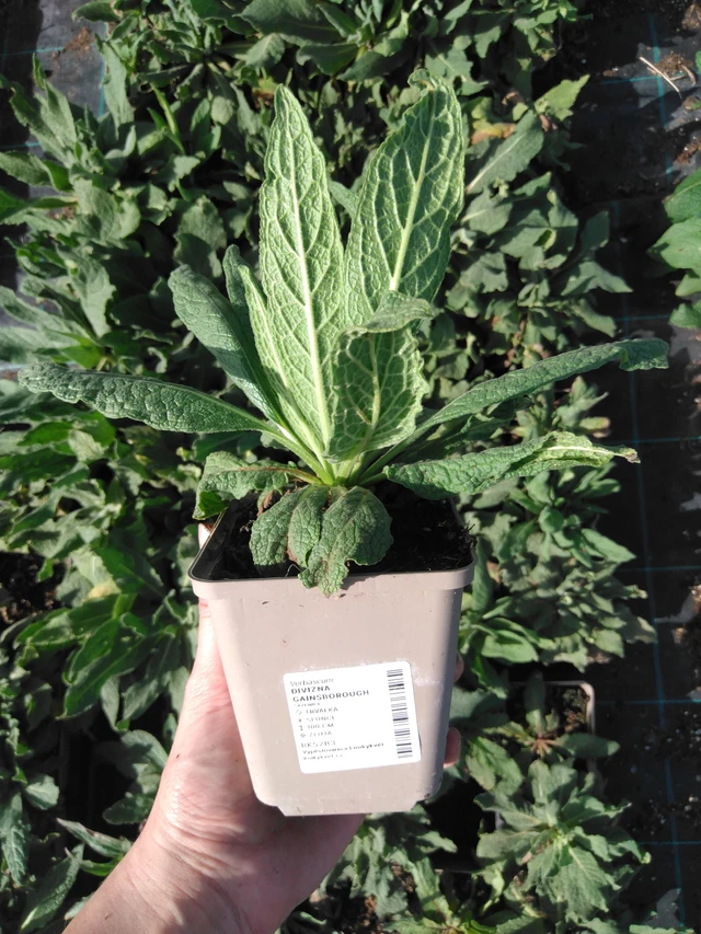 Verbasco Gainsborough - 2024