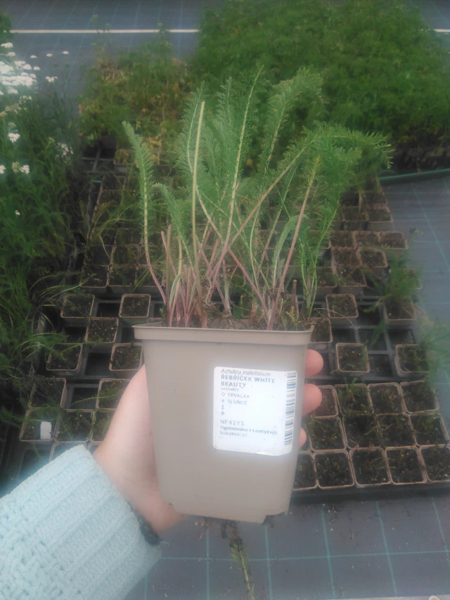 Siankärsämö White Beauty - 2024