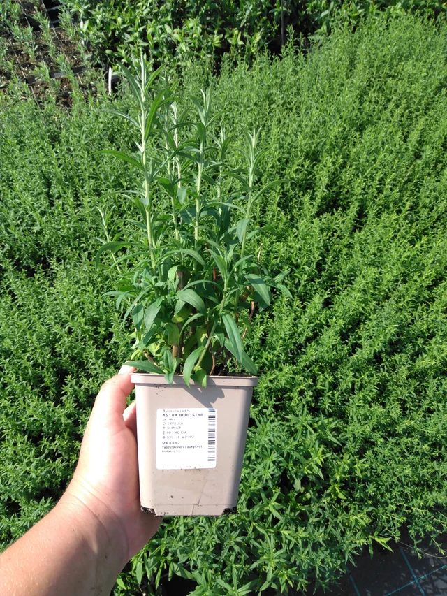 Asteri Blue Star - 2024