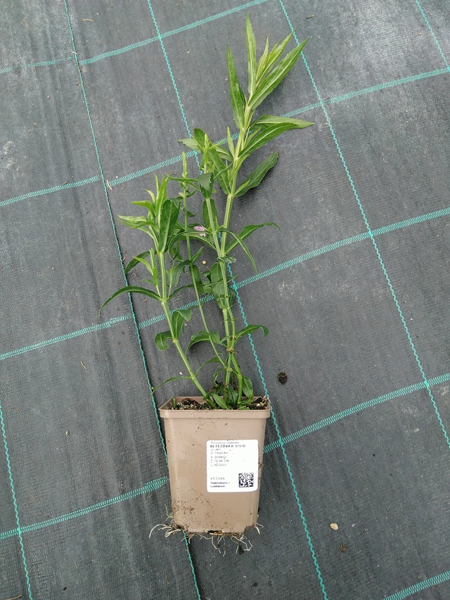 Řetězovka Vivid - 10. 9. 2025