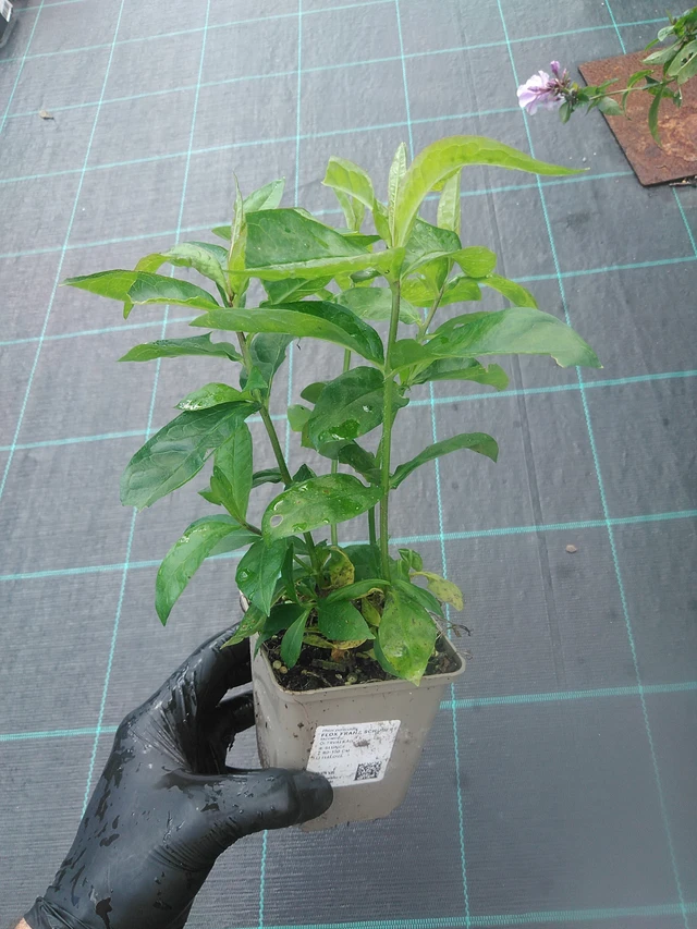 Flox Franz Schubert - 13. 10. 2025