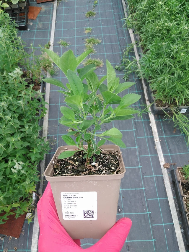 Verónica Schneeriesin - 7. 7. 2025