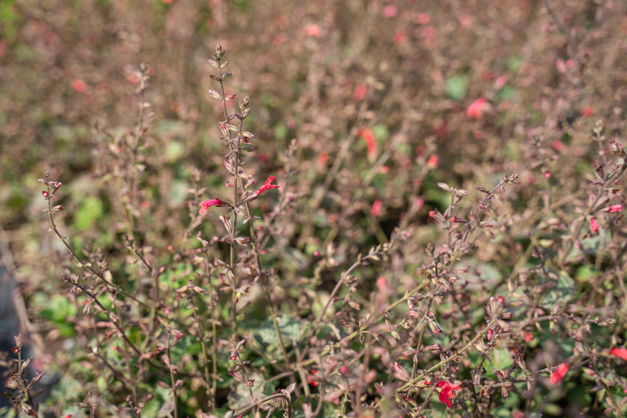 Sauge Hot Trumpets, Loukykvět