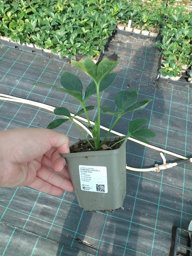 Hellebore Double Ellen Pink - 11. 7. 2025