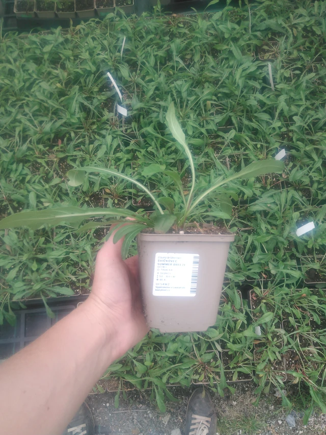 Kiiltomalva Summer Breeze - 2024