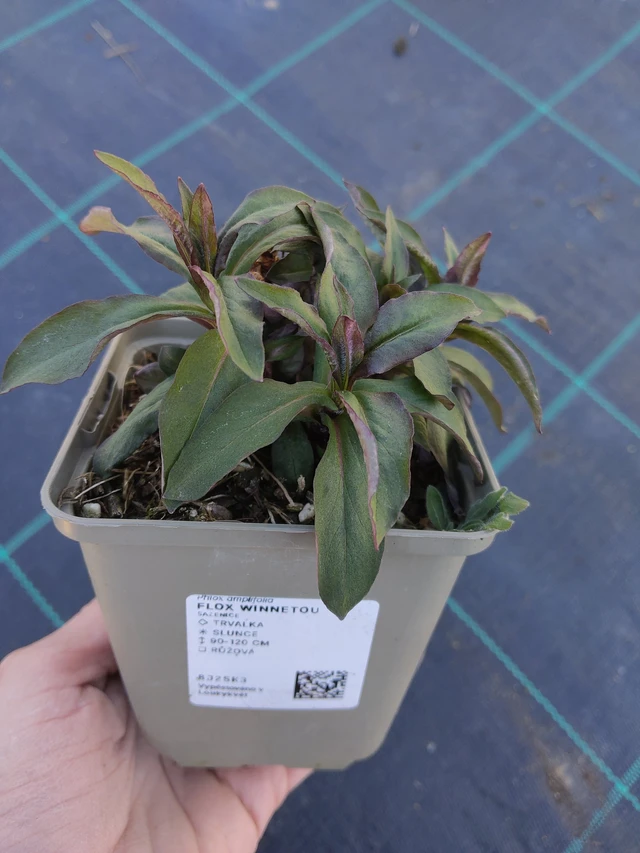 Lángvirág Winnetou - 27. 3. 2026