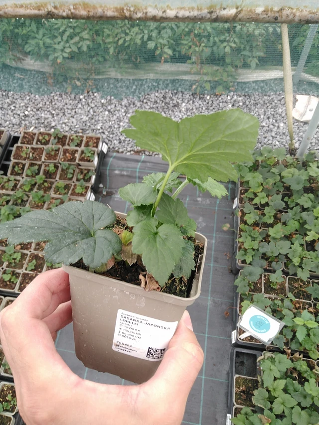 Sasanka japonská Lorelei - 7. 7. 2025