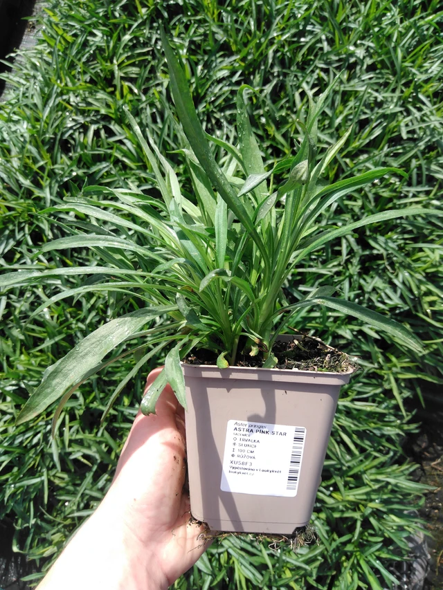 Aster Pink Star - 2024