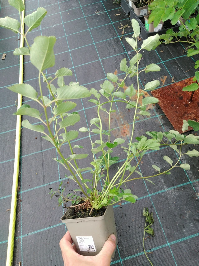 Verikurjenpolvi obtusa - 28. 7. 2025