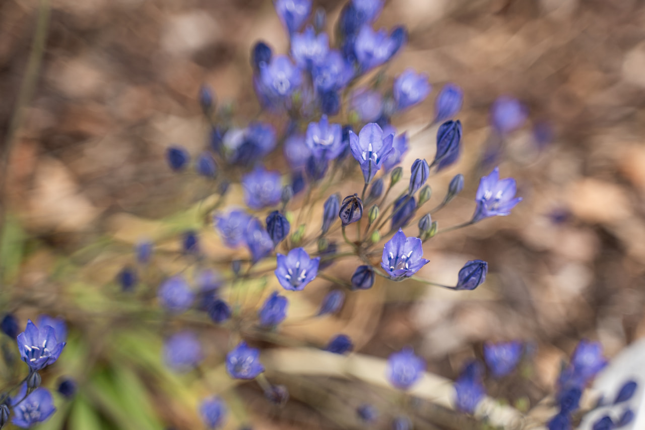 Triteleja Blues, Loukykvět