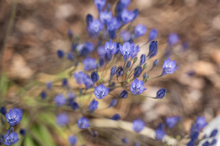Triteleja Blues, Loukykvět