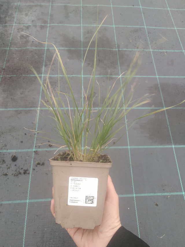 Opadavec - 10. 10. 2025