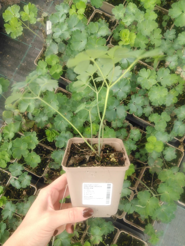 Akvileija Black Barlow - 2024