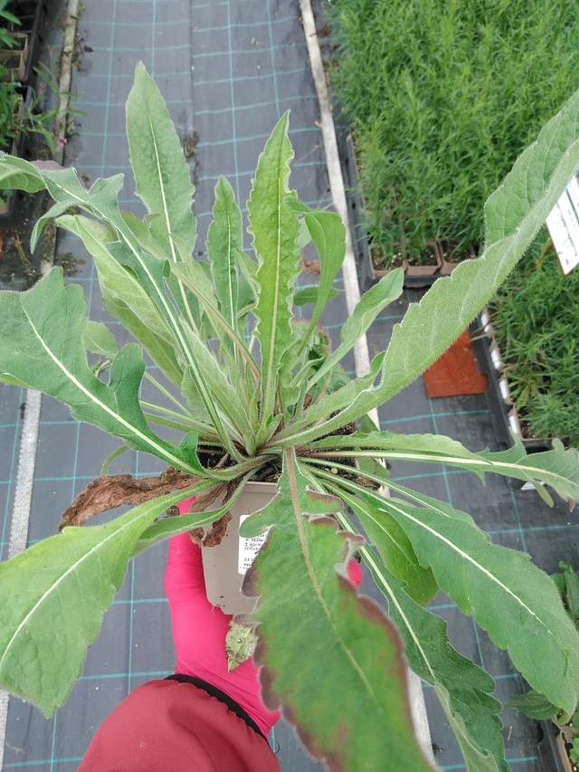 Chrastavec Melton Pastels - 29. 7. 2025