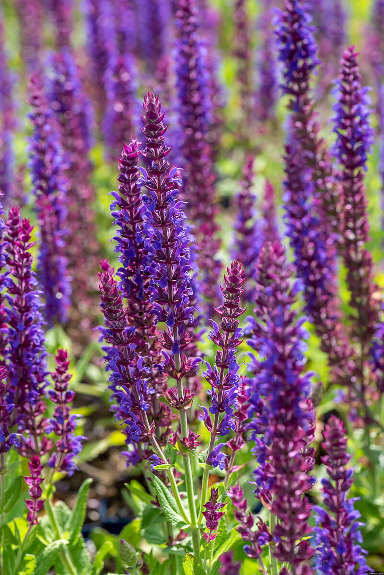 Šalvěj hajní Ostfriesland, Loukykvět