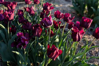Tulipán Victoria's Secret, Loukykvět