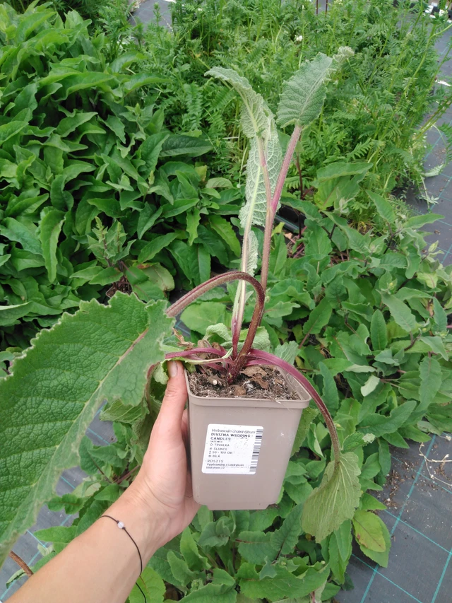 Verbasco Wedding Candles - 2024