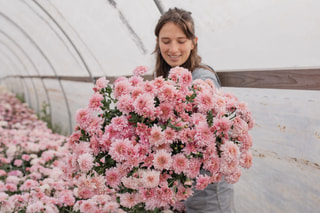 Chryzantéma Gompie Pink, Loukykvět