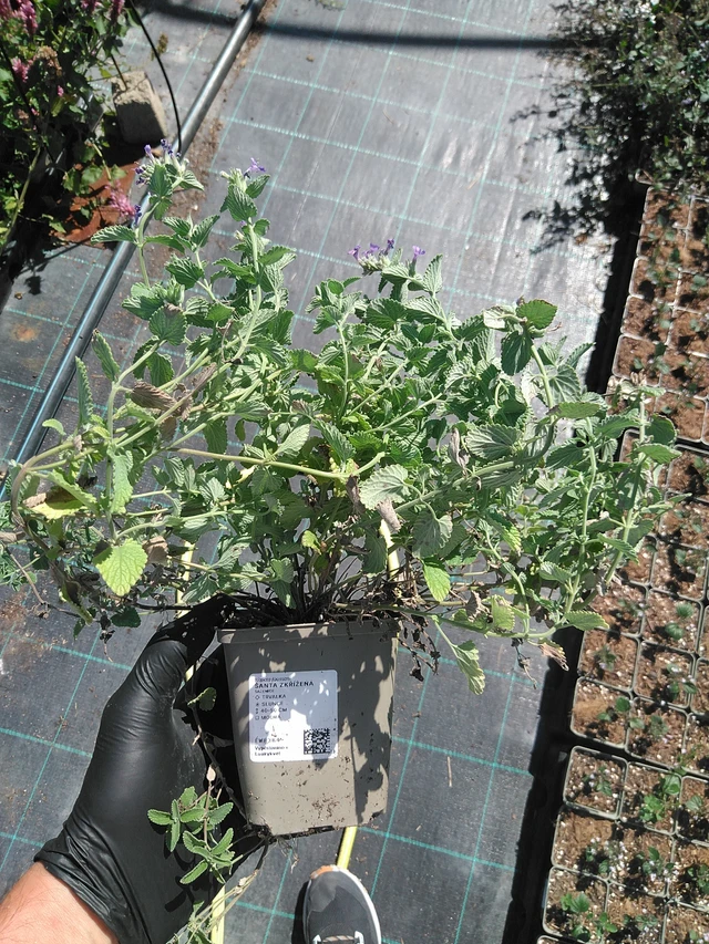 Šanta zkřížená  - 19. 8. 2025