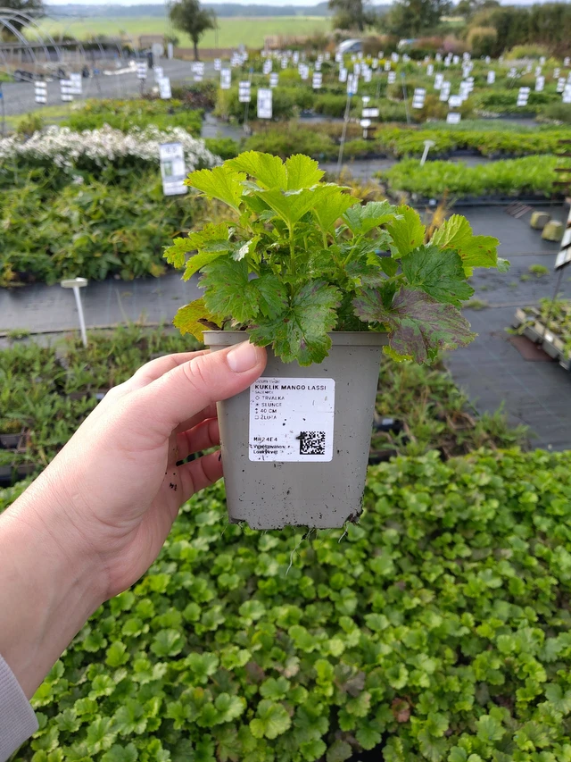 Kuklík Mango Lassi - 9. 10. 2025