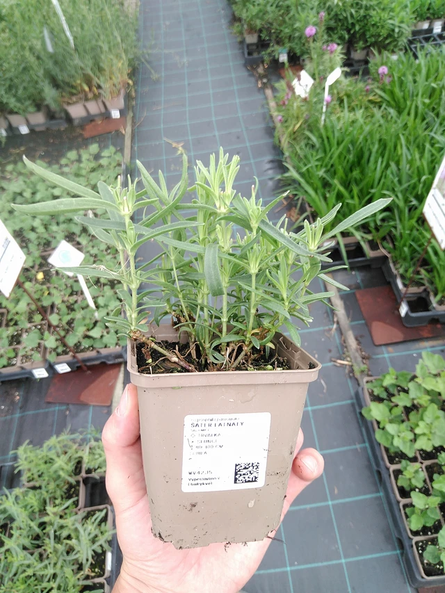 Paniculata - 21. 7. 2025