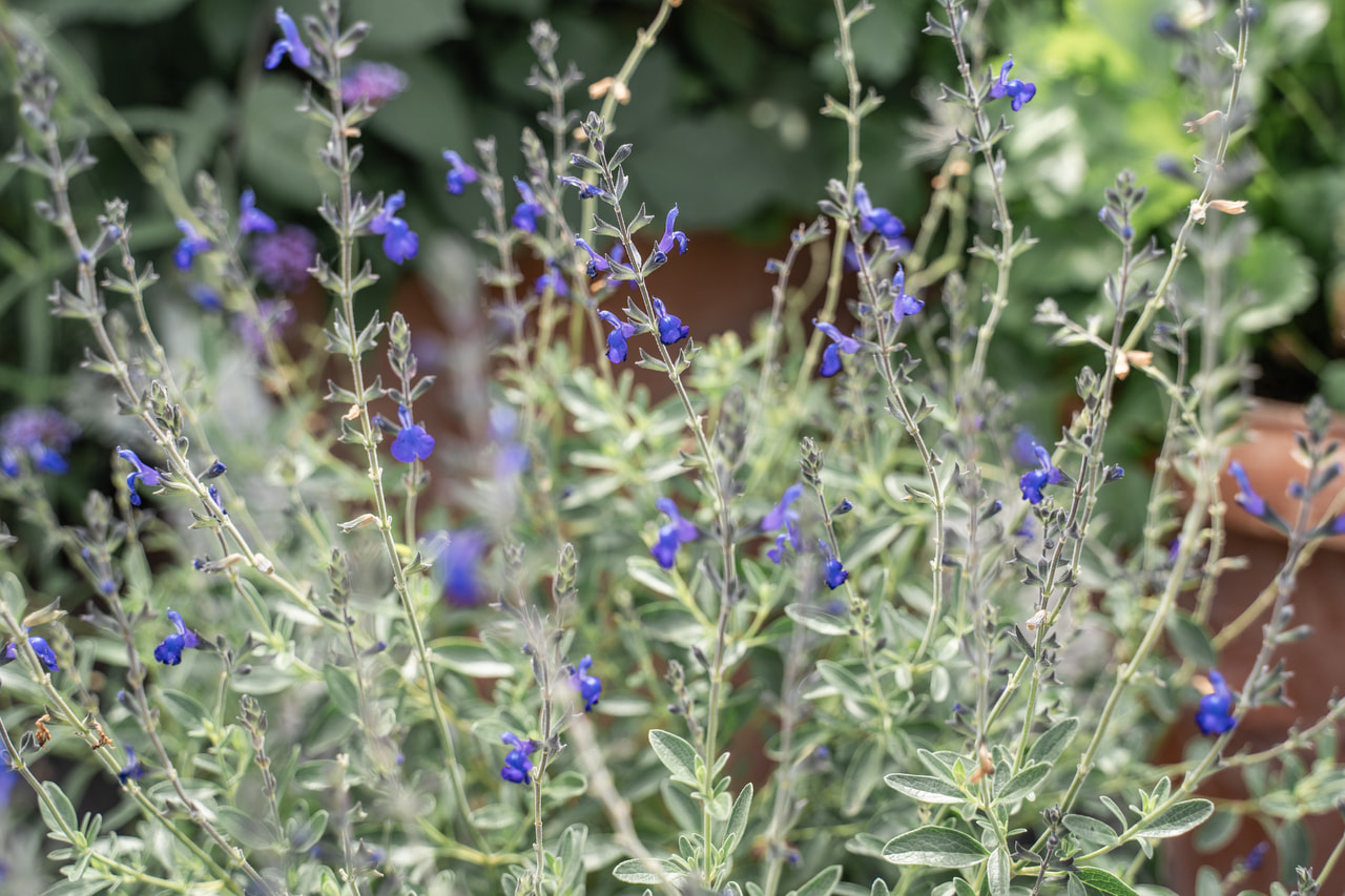 Šalvěj Blue Note, Loukykvět