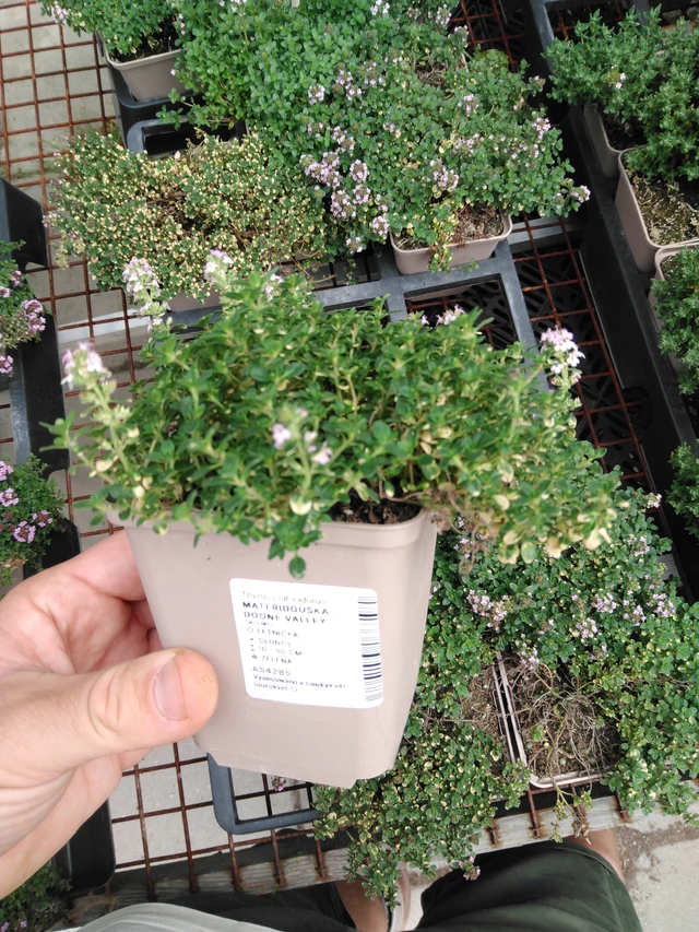 Mateřídouška Doone Valley - 2024