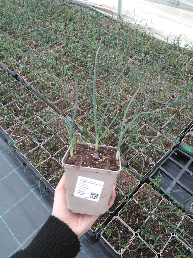 Laukka kulatohlavý - 9. 4. 2025