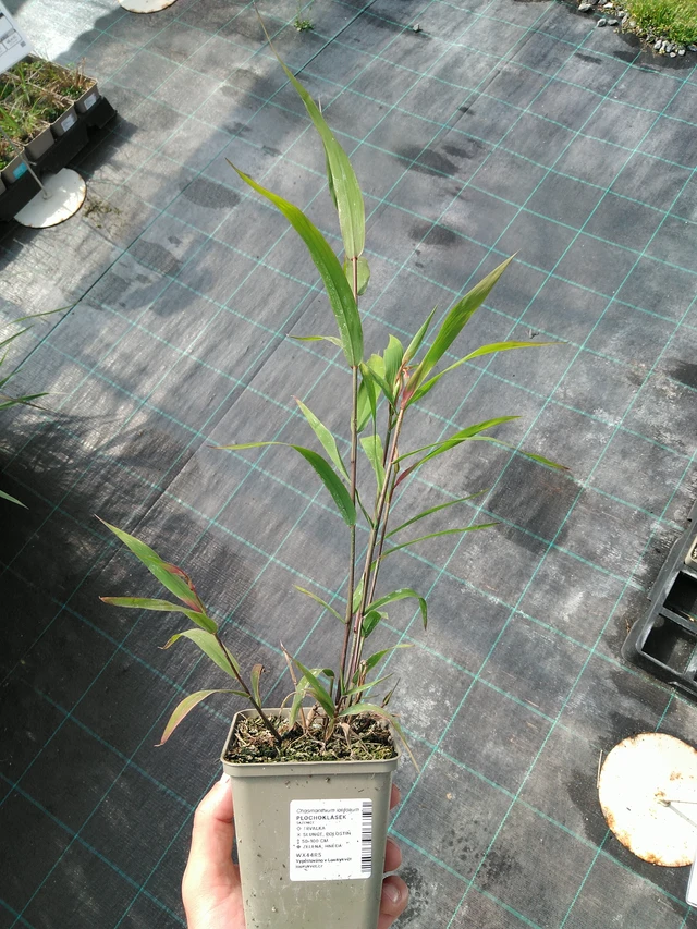 Plochoklásek - 24. 6. 2025