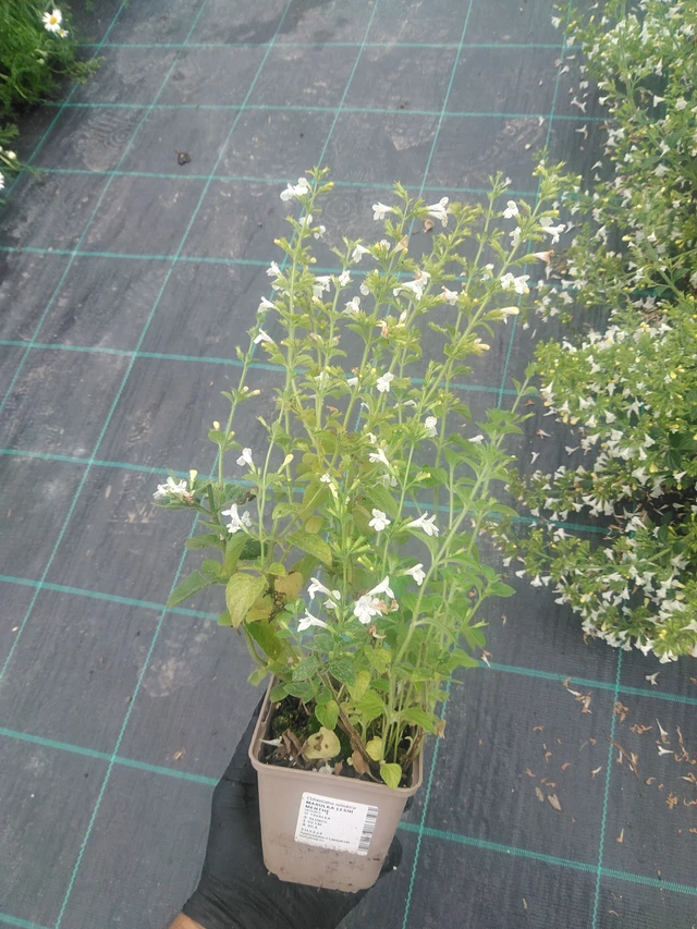 Myskimalva Menthe - 10. 9. 2025