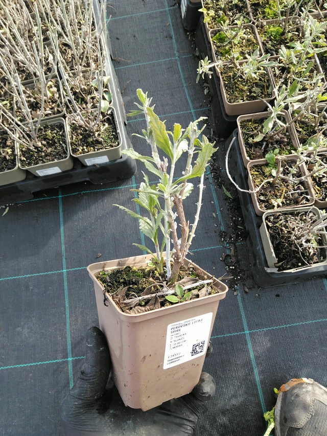 Perovskie Little Spire - 31. 10. 2025