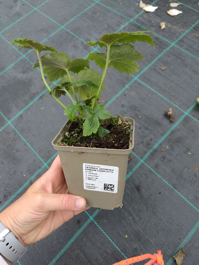 Anémona japonesa Königin Charlotte - 10. 9. 2025